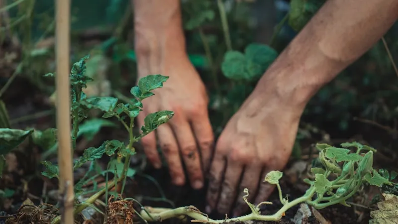 Hochbeet selber bauen: 5 Varianten mit Anleitung