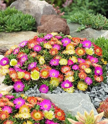Loveplants Bio Samen Set