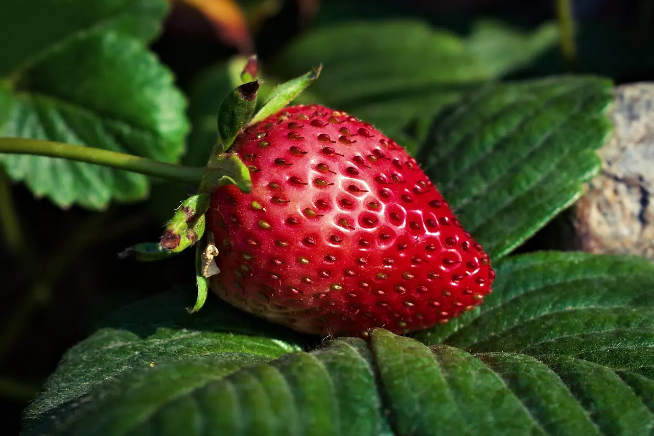 Erdbeere: Bio-Anbau für die süßeste Garten-Frucht