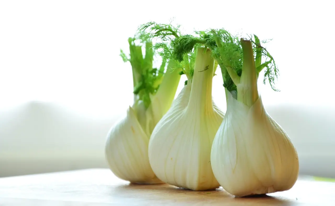 Knollenfenchel: Bio-Anbau für die Anis-würzige Knolle