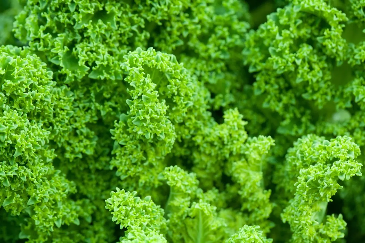 Grünkohl: Bio-Anbau für die Vitamin-C-Bombe anbauen