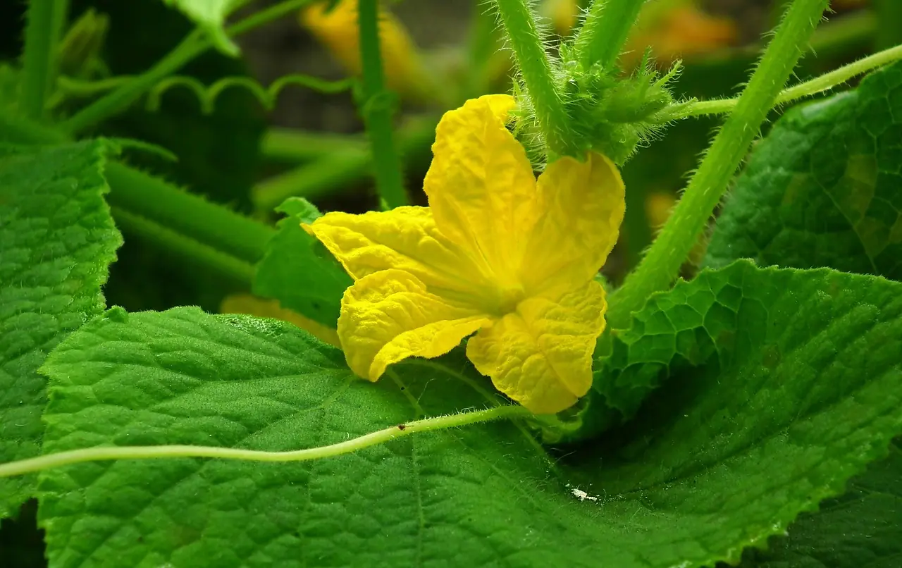 Gurke: Bio-Anbau für Salat-, Schäl- und Snack-Sorten anbauen