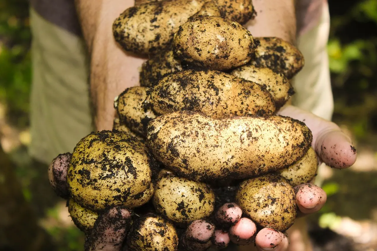 Kartoffel: Bio-Anbau für die Hauptmahlzeit anbauen