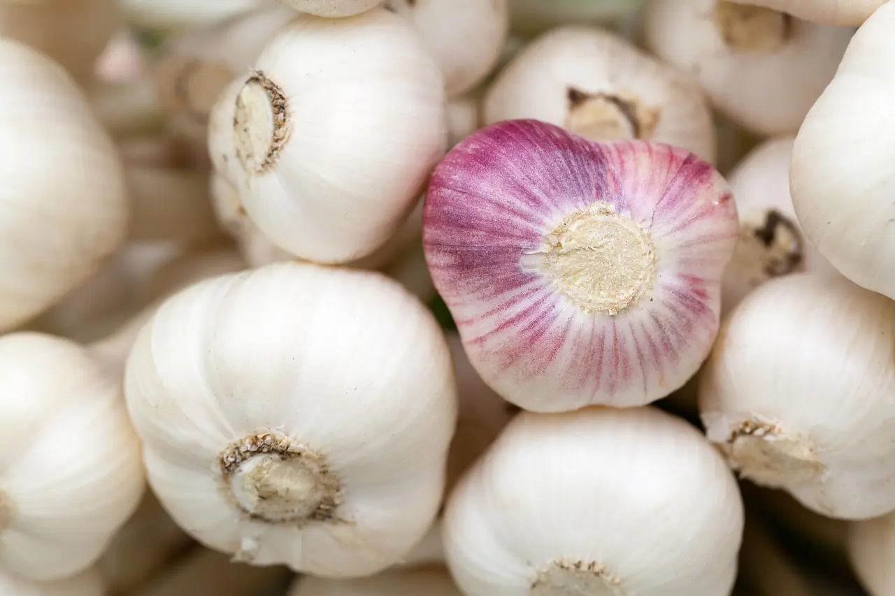 Knoblauch: Bio-Anbau für die Garten-Arznei anbauen