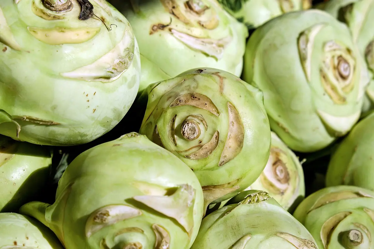 Kohlrabi: Bio-Anbau für die zarte Kohl-Rübe anbauen