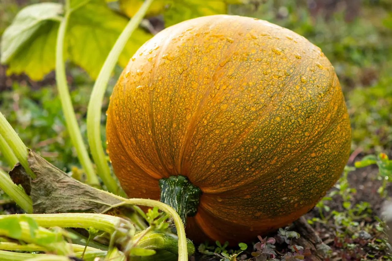 Kürbis: Bio-Anbau für Hokkaido, Butternut & Riesenkürbis