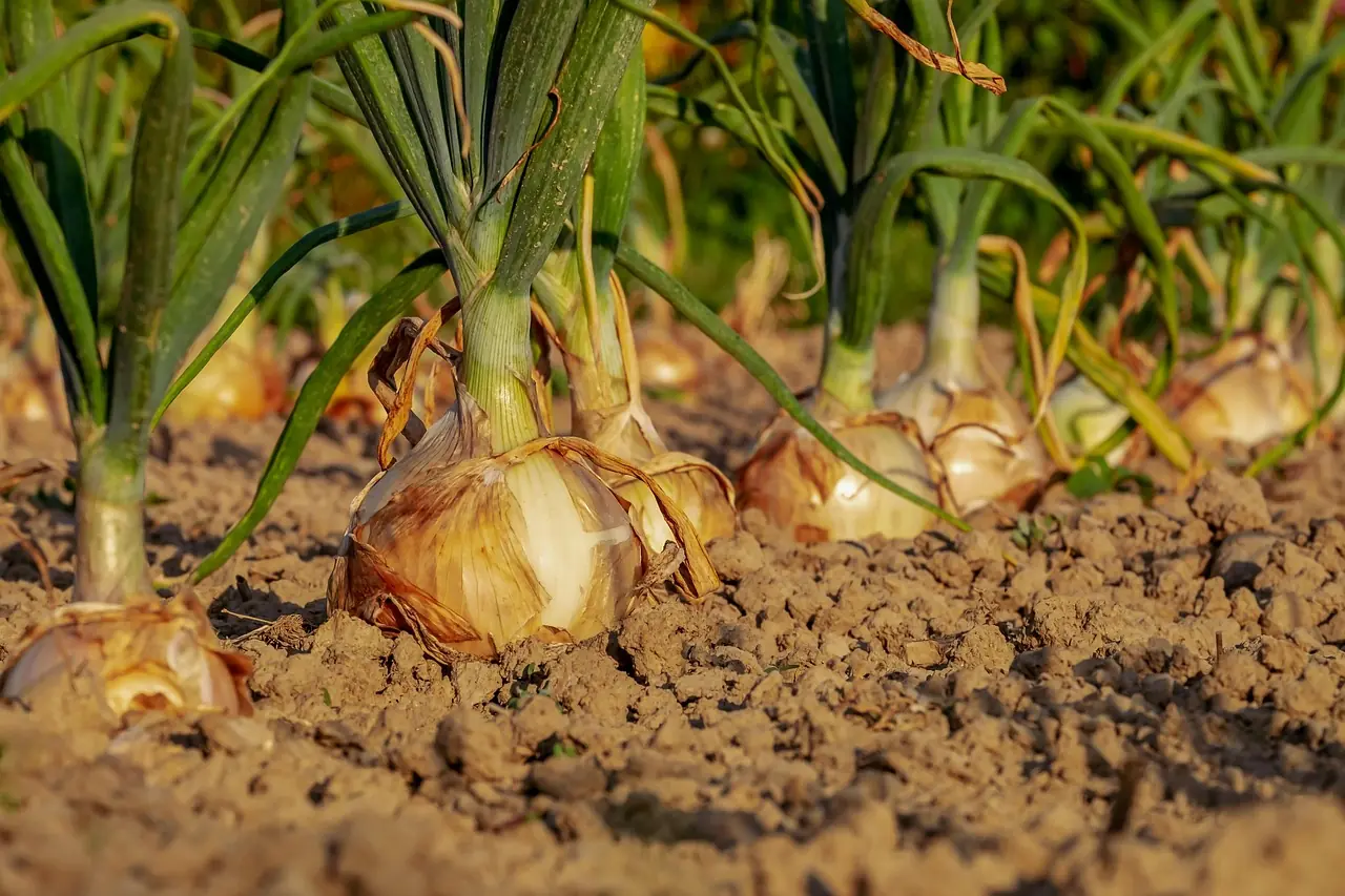 Lauch (Porree): Bio-Anbau für die Wintergemüse-Säule