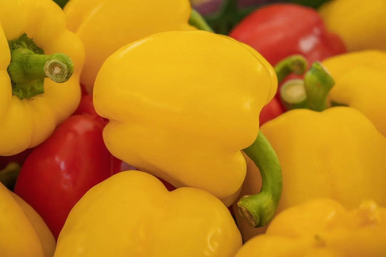 Paprika: Bio-Anbau für Süß- und Schärfegrade anbauen