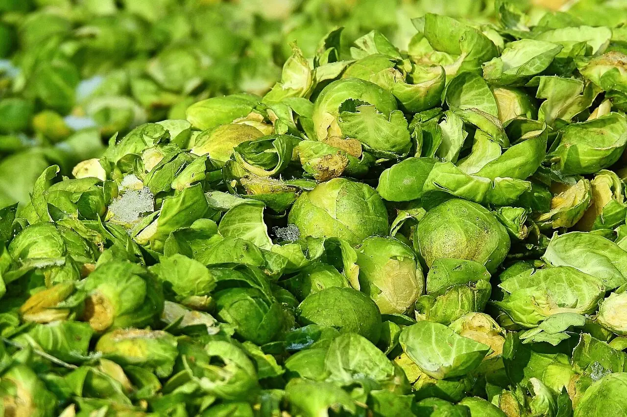 Rosenkohl: Bio-Anbau für die Mini-Kohl-Köpfchen