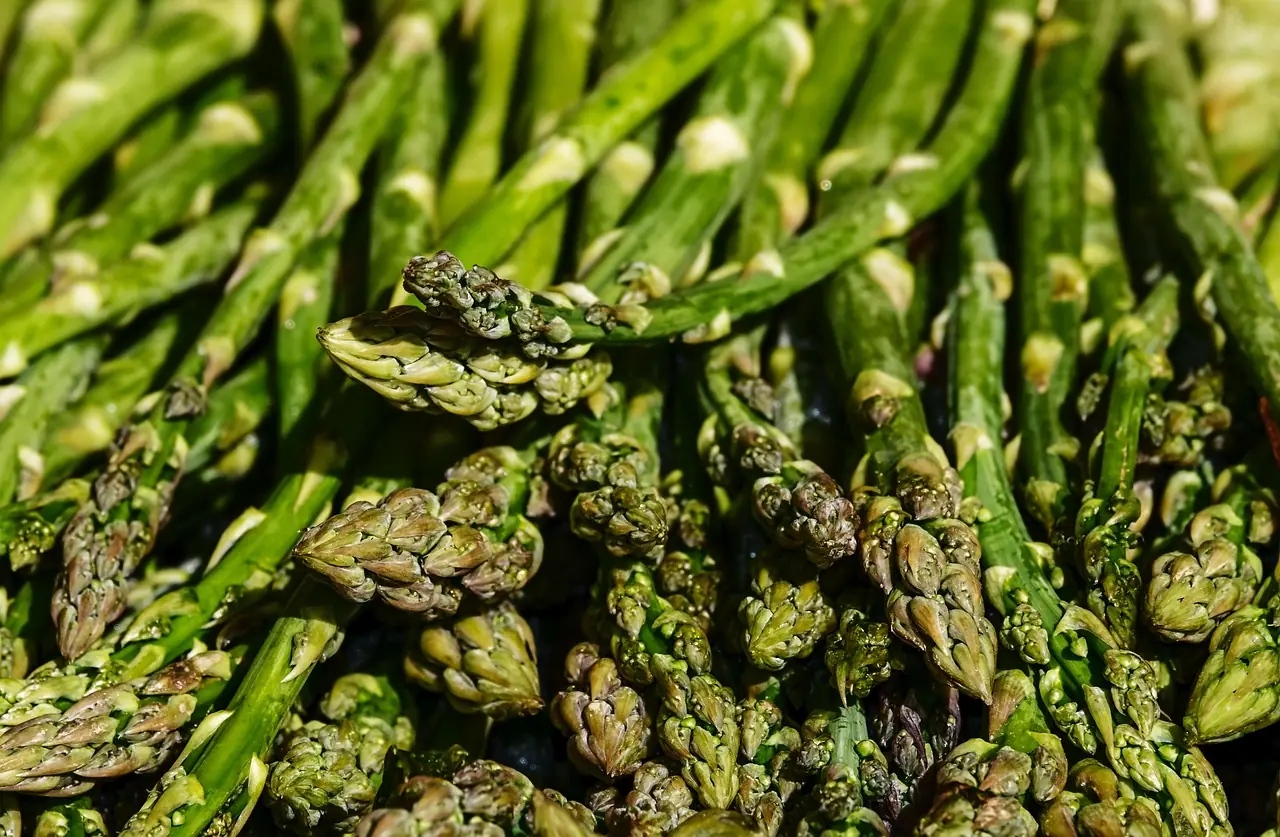 Spargel: Bio-Anbau für die mehrjährige Edel-Pflanze