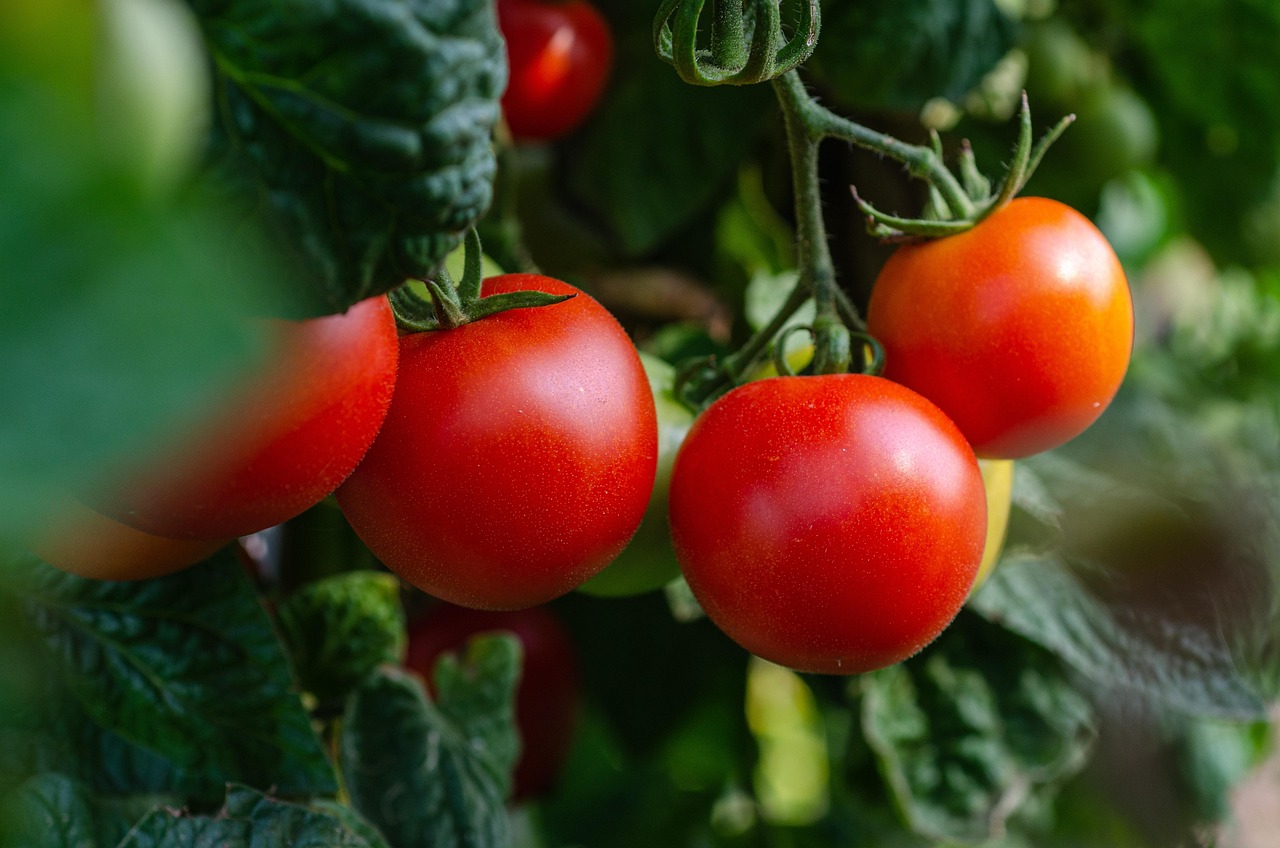 Tomate — Die Königin im Selbstanbau