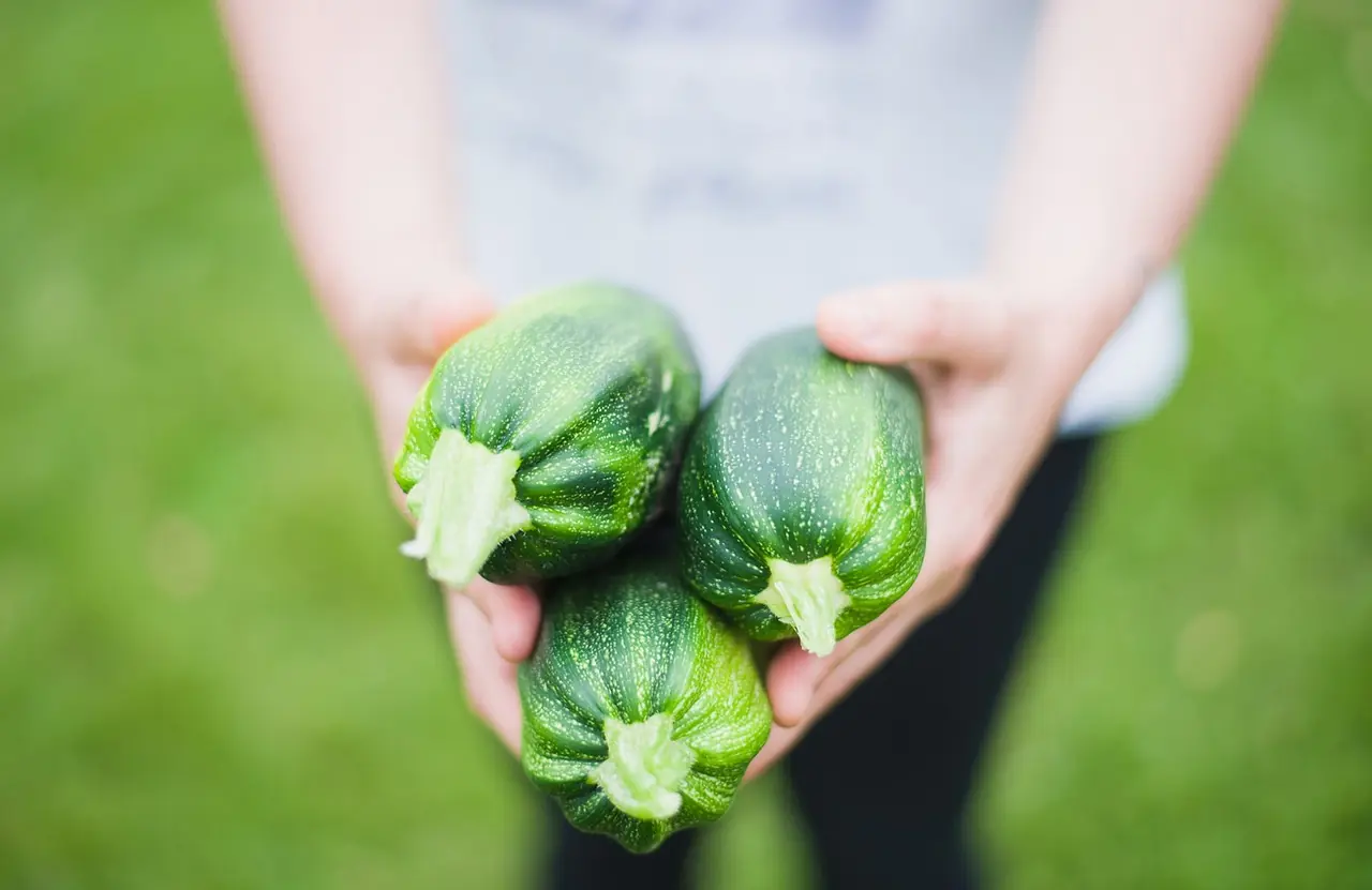 Zucchini: Bio-Anbau für ertragreiche Hauptpflanze anbauen
